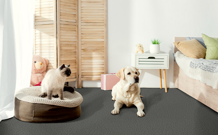 cat and dog on dark grey carpet in bedroom